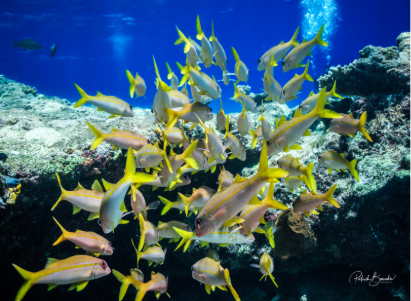 Schooling Fish in Banda Sea | Jakare Liveaboard