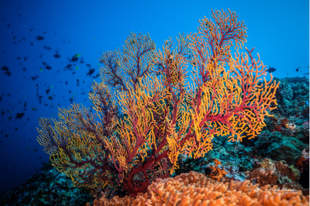 Batu Kapal Underwater Scenery | Jakare Liveaboard