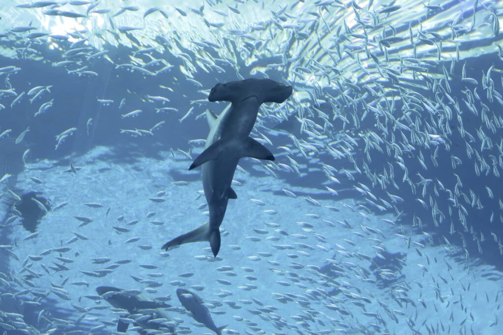 Hammerhead Shark of Banda Sea | Jakare Liveaboard
